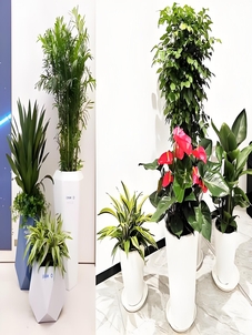 探寻宁波杭州湾，花木租赁实惠等你来！